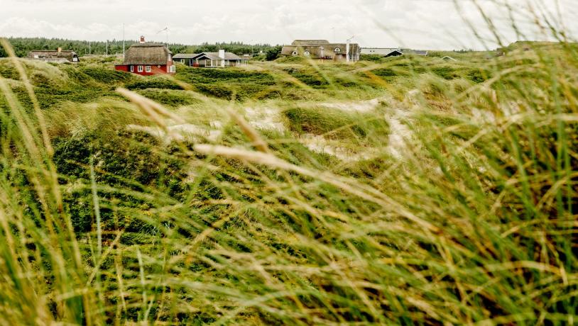 Foto af frodig eng med sommerhuse i baggrunden